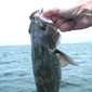 Sport Groundfish