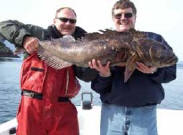Special Large Lingcod Trips